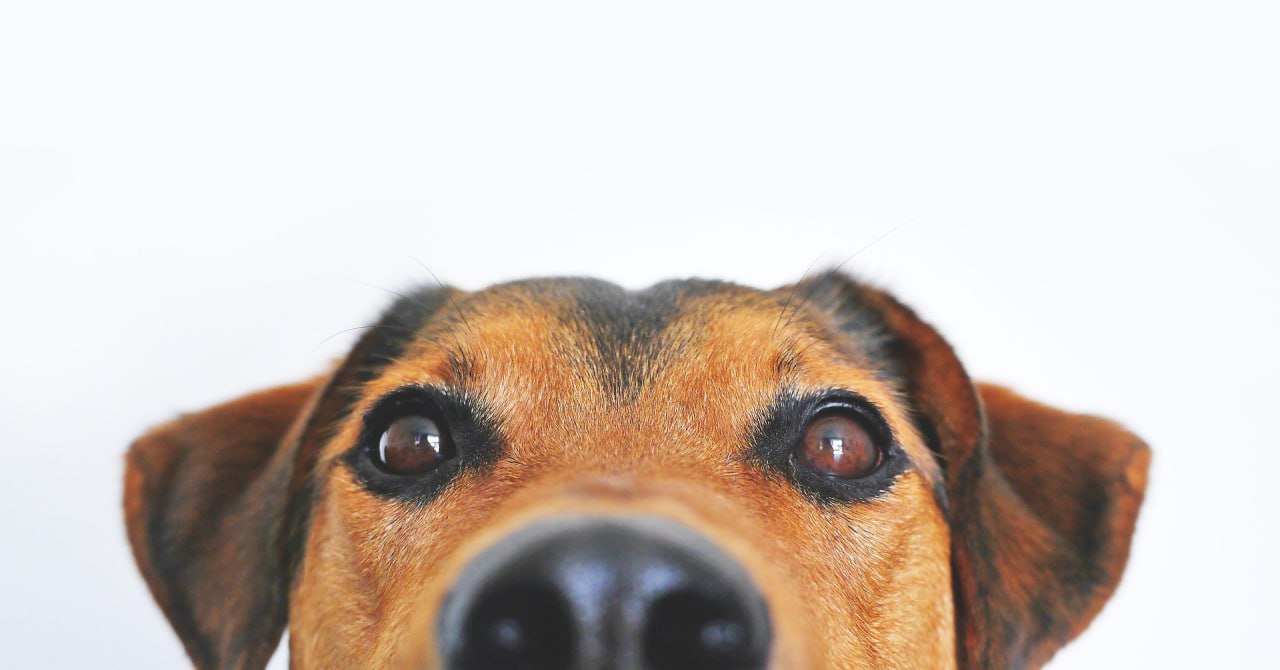 Dog peeking over edge looking worried about the economy