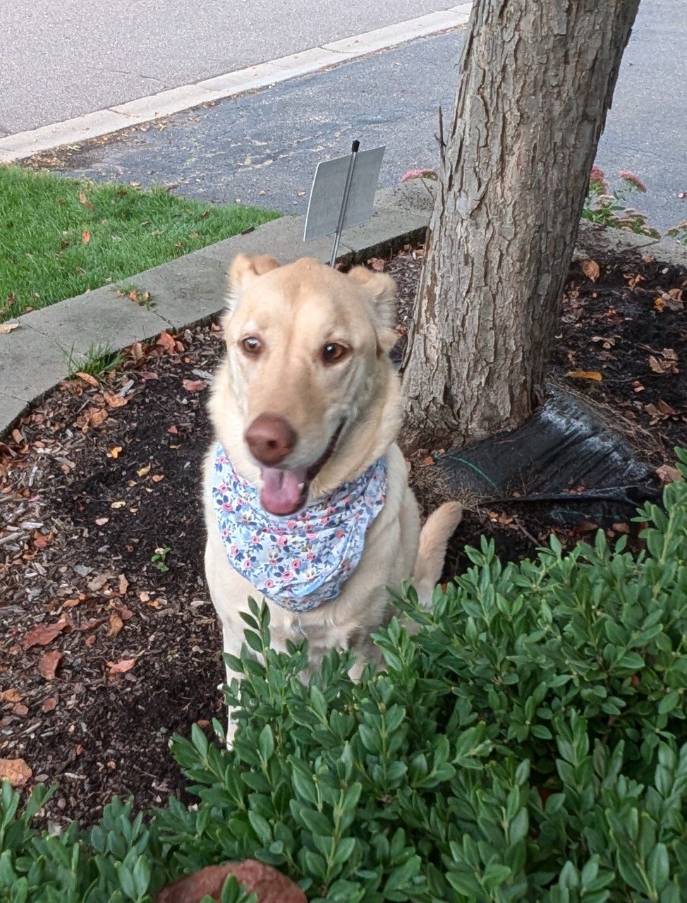 Bailey the dog